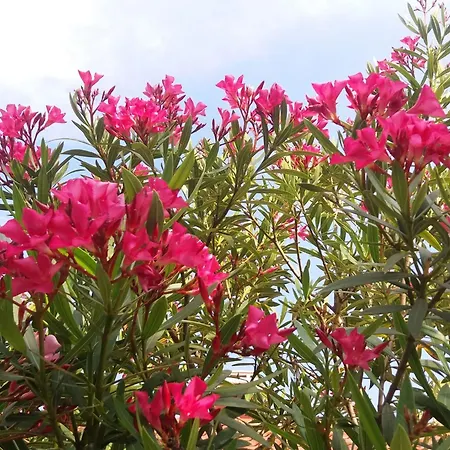 Apartment Oleandri1 Mit Blick Auf Wasser By Interhome Opatija