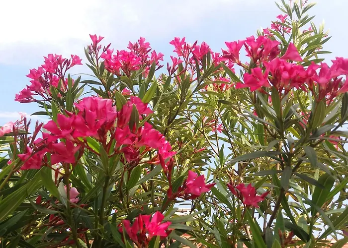 Apartment Oleandri1 Mit Blick Auf Wasser By Interhome Opatija